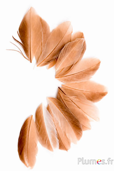 Petali in piume - sbiancati - 6-9 cm - crema-marrone